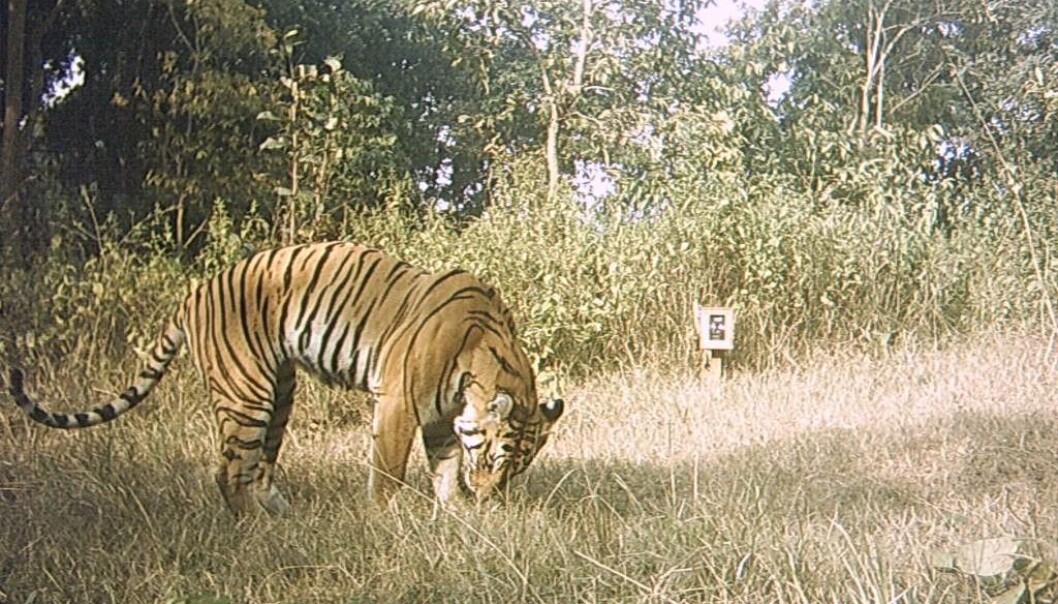 Camera trap image. Photo © Wildlife Institute of India (WII) Camera trap image. Photo © Wildlife Institute of India (WII)