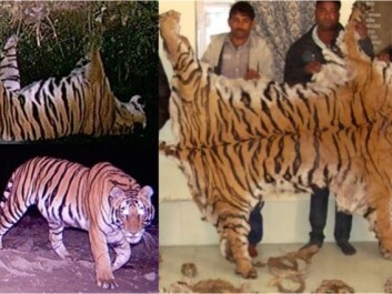 Investigation of poaching is based on forensics, camera trapping and digital image analysis. Seized tiger skin from the town of Najibabad (Northern India) and accompanying camera trap images from the southeastern boundary of the Rajaji National park. Photo © Wildlife Institute of India (WII) Investigation of poaching is based on forensics, camera trapping and digital image analysis. Seized tiger skin from the town of Najibabad (Northern India) and accompanying camera trap images from the southeastern boundary of the Rajaji National park. Photo © Wildlife Institute of India (WII)