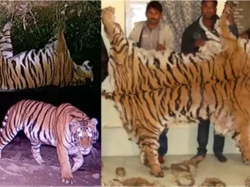 Investigation of poaching is based on forensics, camera trapping and digital image analysis. Seized tiger skin from the town of Najibabad (Northern India) and accompanying camera trap images from the southeastern boundary of the Rajaji National park. Photo © Wildlife Institute of India (WII)