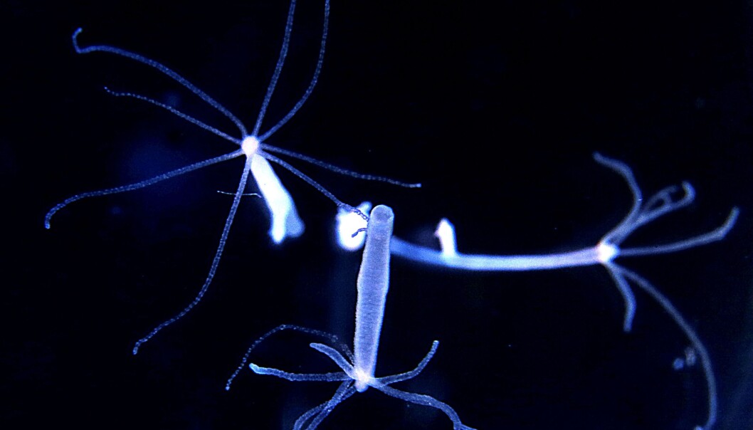 Hydra er en liten ferskvannspolypp som er i familie med maneter og koraller. I en ny studie har forskere holdt 2556 hydraer i fangenskap for å bevise at dyrene ikke eldes. (Foto: Max Planck Institute for Demographic Research) Hydra er en liten ferskvannspolypp som er i familie med maneter og koraller. I en ny studie har forskere holdt 2556 hydraer i fangenskap for å bevise at dyrene ikke eldes. (Foto: Max Planck Institute for Demographic Research)