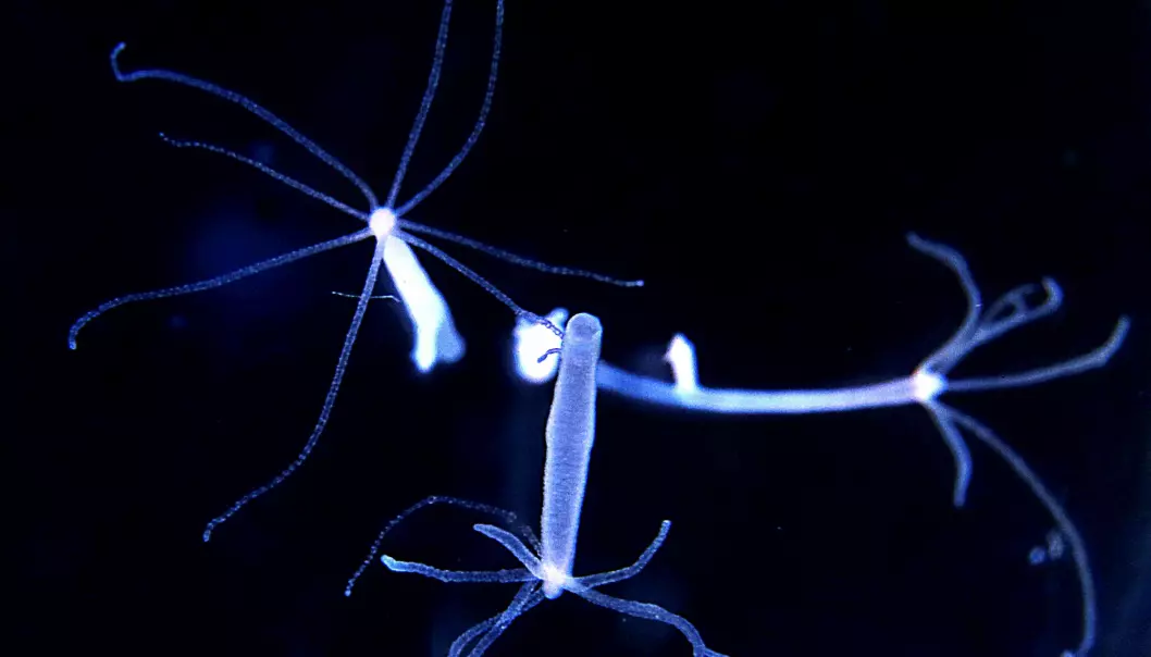 Hydra er en liten ferskvannspolypp som er i familie med maneter og koraller. I en ny studie har forskere holdt 2556 hydraer i fangenskap for å bevise at dyrene ikke eldes.  (Foto: Max Planck Institute for Demographic Research)