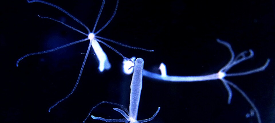 Hydra er en liten ferskvannspolypp som er i familie med maneter og koraller. I en ny studie har forskere holdt 2556 hydraer i fangenskap for å bevise at dyrene ikke eldes.  (Foto: Max Planck Institute for Demographic Research)