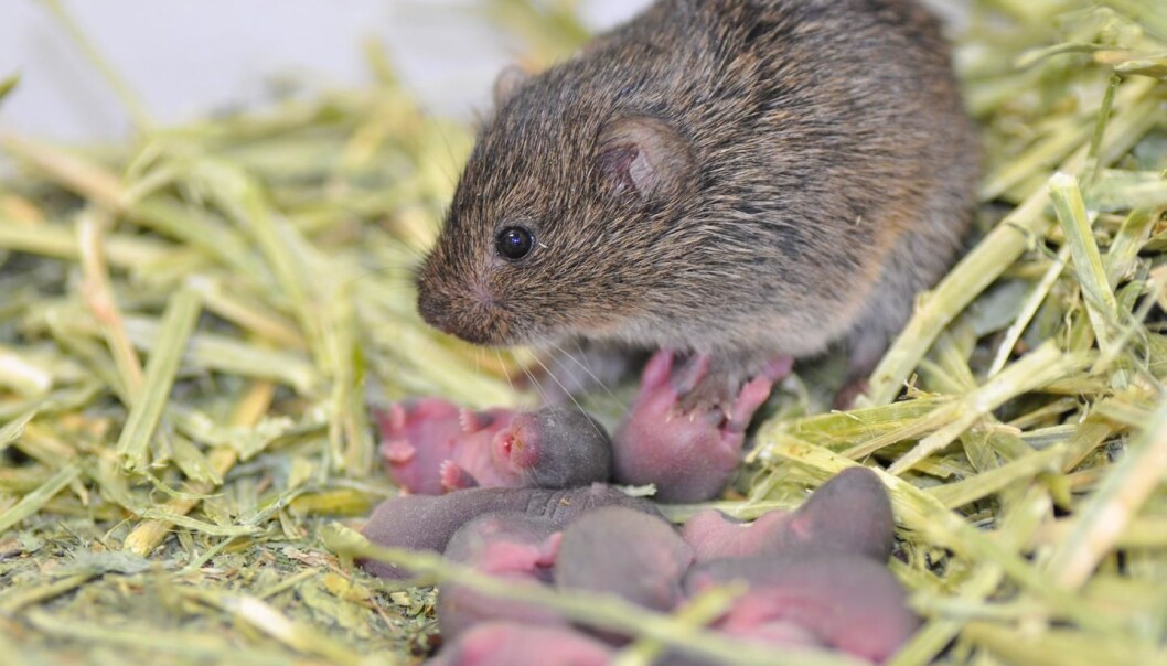 En markmusfrøken alene med barna. Uten en partner er det ingen som kan passe på at ikke hun får besøk fra en annen kavaler. (Foto: Aubrey Kelly/Cornell University.) En markmusfrøken alene med barna. Uten en partner er det ingen som kan passe på at ikke hun får besøk fra en annen kavaler. (Foto: Aubrey Kelly/Cornell University.)