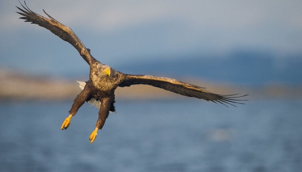 The biggest threat to sea eagles in Norway comes from wind farms. (Photo: Espen Lie Dahl) The biggest threat to sea eagles in Norway comes from wind farms. (Photo: Espen Lie Dahl)