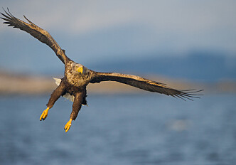 Five kilometres between life and death for the sea eagle