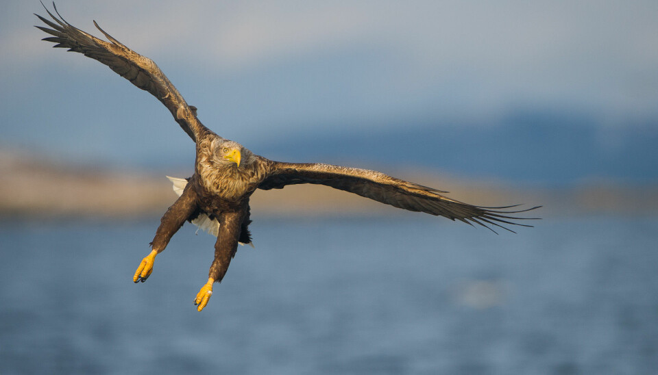 The biggest threat to sea eagles in Norway comes from wind farms. (Photo: Espen Lie Dahl)