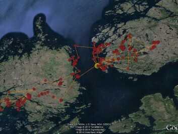 The map shows the movements of a young sea eagle over the course of a few days in September. This young bird was born in a nest near the Smøla wind farm in 2014. Its movements, which have been between Hitra and Smøla in recent weeks, are its first away from its parent’s nest. (Photo: Google) The map shows the movements of a young sea eagle over the course of a few days in September. This young bird was born in a nest near the Smøla wind farm in 2014. Its movements, which have been between Hitra and Smøla in recent weeks, are its first away from its parent’s nest. (Photo: Google)
