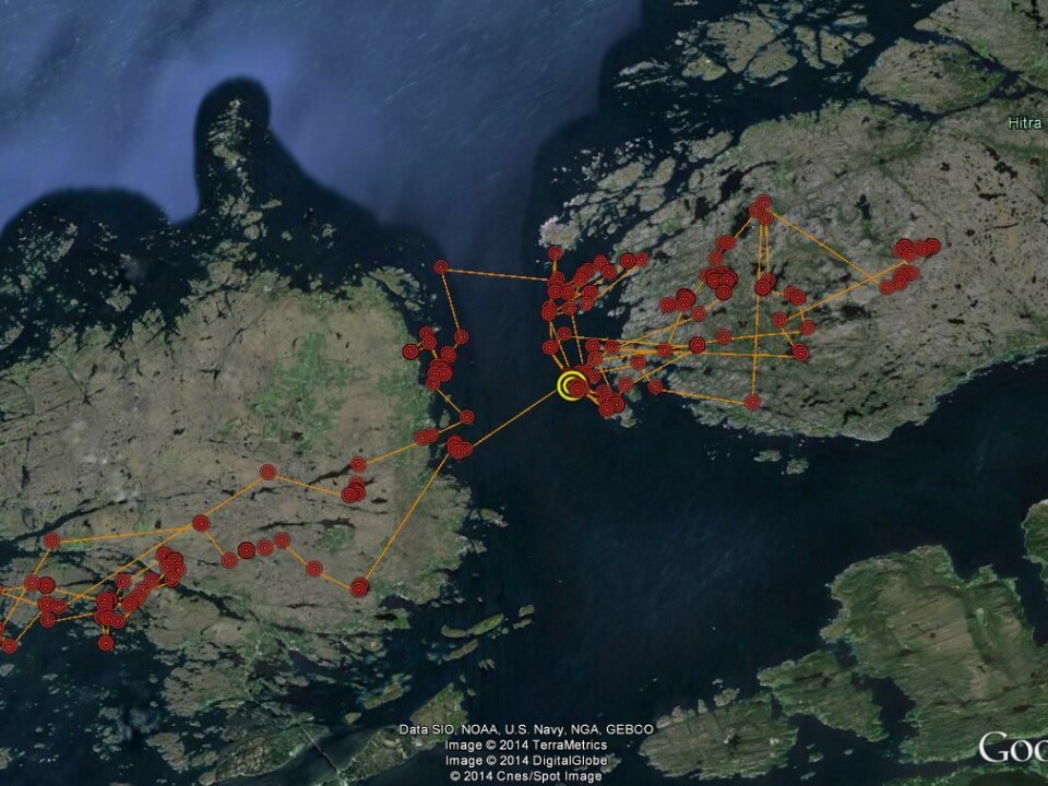 The map shows the movements of a young sea eagle over the course of a few days in September. This young bird was born in a nest near the Smøla wind farm in 2014. Its movements, which have been between Hitra and Smøla in recent weeks, are its first away from its parent’s nest. (Photo: Google)