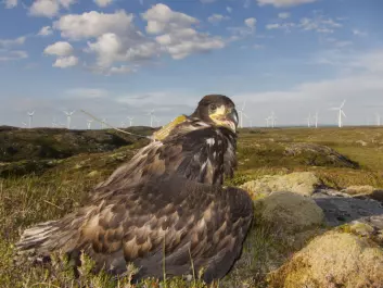 Using satellite senders, researchers can follow the travels of young sea eagles and map out exactly where they move. (Photo: Espen Lie Dahl)