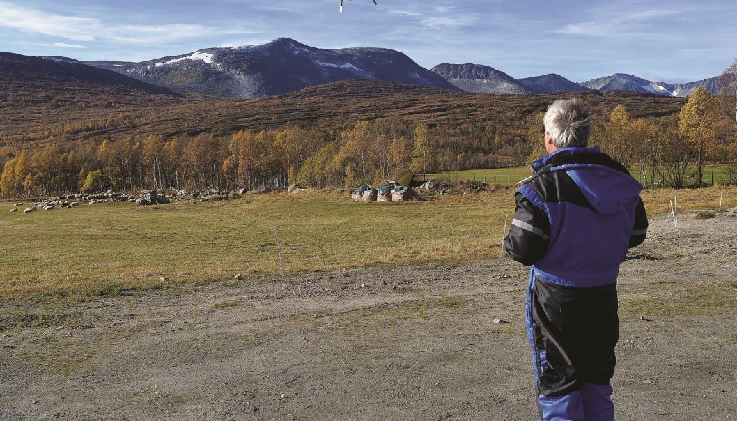 I oktober gjennomførte Svein-Olaf Hvasshovd og kolleger ved Reguleringsteknikk på NTNU en vellykket dronetest under saueleting. (Foto: Morgan Frelsøy, Opp.no) I oktober gjennomførte Svein-Olaf Hvasshovd og kolleger ved Reguleringsteknikk på NTNU en vellykket dronetest under saueleting. (Foto: Morgan Frelsøy, Opp.no)