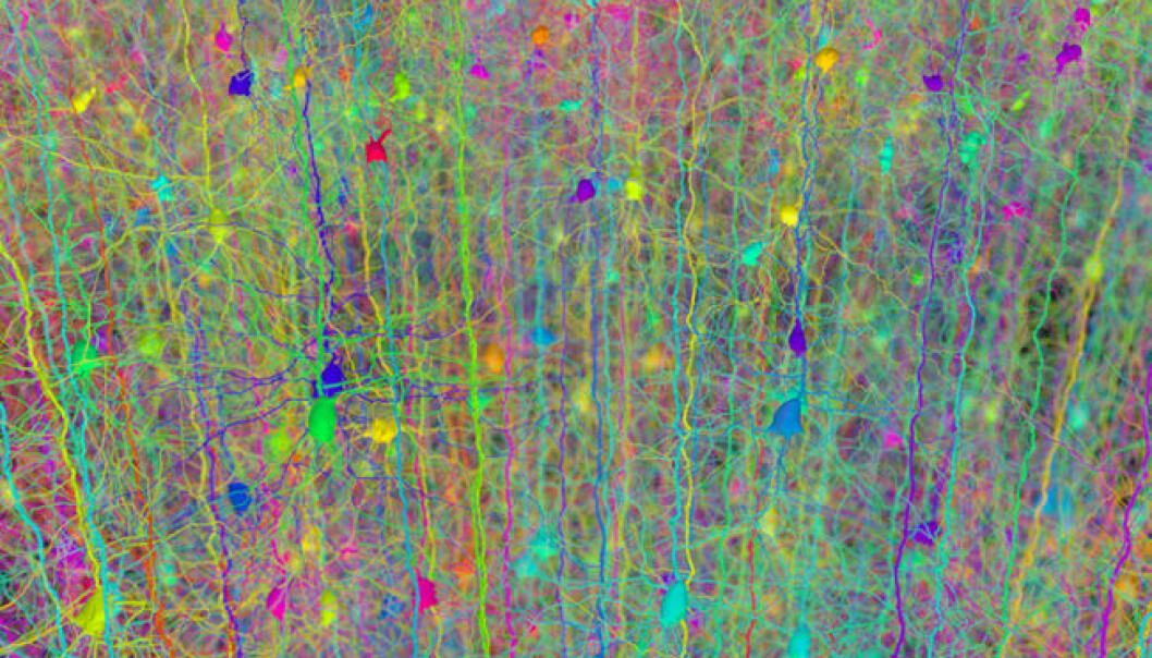 A forest of neurons (Photo: Hermann Cuntz) A forest of neurons (Photo: Hermann Cuntz)