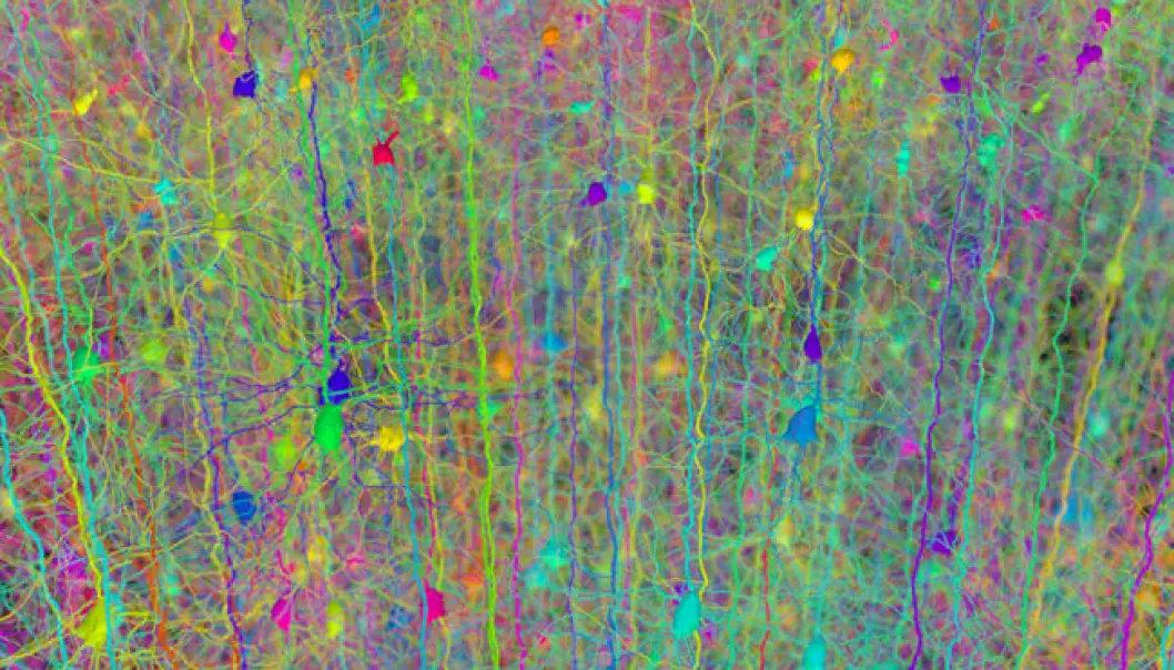 A forest of neurons (Photo: Hermann Cuntz)