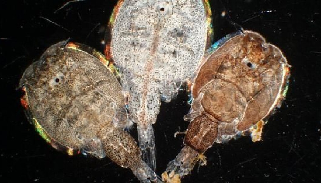 Salmon lice (Photo: Karin Kroon Boxaspen) Salmon lice (Photo: Karin Kroon Boxaspen)