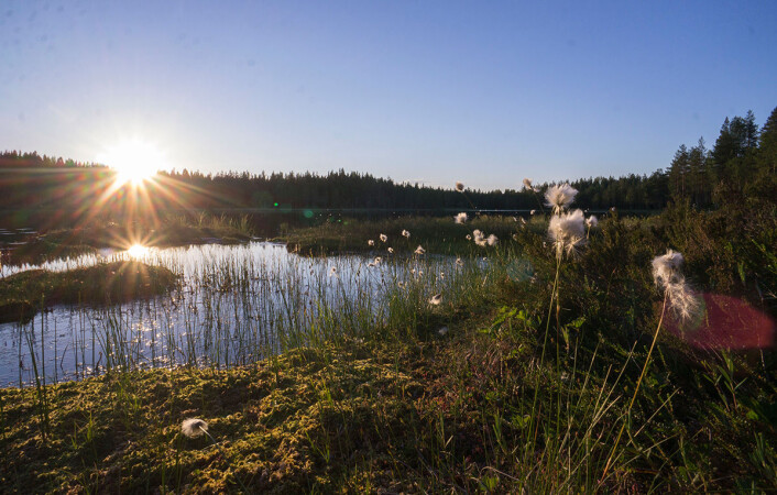 Forskerne fra Umeå universitet har blant annet undersøkt hvordan torvmose tar opp CO2. Gammel død mose synker ned i myrer. Myrer er naturens eget karbonlager. (Foto: Arnfinn Christensen, forskning.no) Forskerne fra Umeå universitet har blant annet undersøkt hvordan torvmose tar opp CO2. Gammel død mose synker ned i myrer. Myrer er naturens eget karbonlager. (Foto: Arnfinn Christensen, forskning.no)