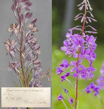Døde planter fra herbarium avslører stoffskiftet sitt når forskere fra Umeå universitet undersøker sukkermolekyler fra plantene med kraftige magnetfelt og radiobølger. De finner at CO2-opptaket har økt med stigene CO2-nivåer i atmosfæren de siste hundre årene, men opptaket kan bli mindre når det også blir varmere. (Foto: Johan Gunséus) Døde planter fra herbarium avslører stoffskiftet sitt når forskere fra Umeå universitet undersøker sukkermolekyler fra plantene med kraftige magnetfelt og radiobølger. De finner at CO2-opptaket har økt med stigene CO2-nivåer i atmosfæren de siste hundre årene, men opptaket kan bli mindre når det også blir varmere. (Foto: Johan Gunséus)