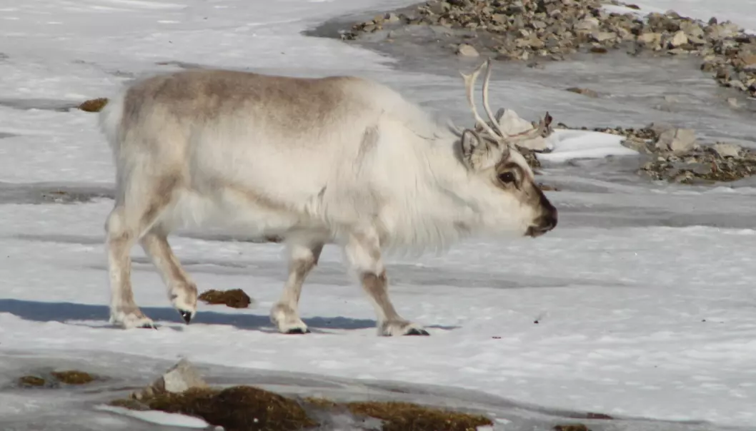 Heavy rains and unseasonably warm weather on Svalbard during January 2012 led to extremely icy conditions, which led to markedly increased reindeer mortality afterwards. (Photo: Brage Bremset Hansen)
