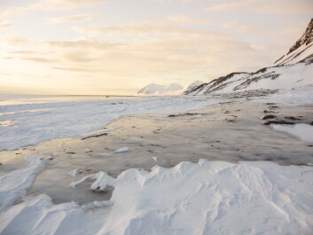 An unusually thick cover of ice, averaging 15.3 cm, covered areas of the Svalbard archipelago after a very rare rainstorm in January. (Photo: Brage Bremset Hansen) An unusually thick cover of ice, averaging 15.3 cm, covered areas of the Svalbard archipelago after a very rare rainstorm in January. (Photo: Brage Bremset Hansen)