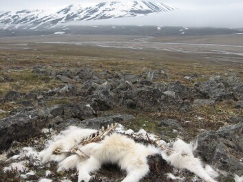 Reindeer mortality increased dramatically in some herds after an unusual January 2012 rain on snow event. (Photo: Brage Bremset Hansen) Reindeer mortality increased dramatically in some herds after an unusual January 2012 rain on snow event. (Photo: Brage Bremset Hansen)