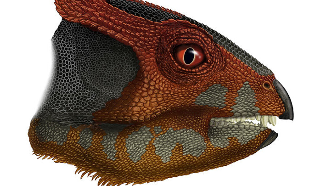 SLik kan Hualianceratops wucaiwanensi ha sett ut. Dinosauren gikk på to bein og var på størrelse med en spaniel. (Illustrasjonsbilde: Portia Sloan Rollings.) SLik kan Hualianceratops wucaiwanensi ha sett ut. Dinosauren gikk på to bein og var på størrelse med en spaniel. (Illustrasjonsbilde: Portia Sloan Rollings.)