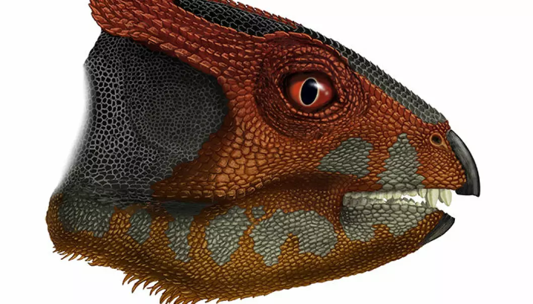 SLik kan Hualianceratops wucaiwanensi ha sett ut. Dinosauren gikk på to bein og var på størrelse med en spaniel.  (Illustrasjonsbilde: Portia Sloan Rollings.)