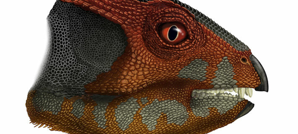 SLik kan Hualianceratops wucaiwanensi ha sett ut. Dinosauren gikk på to bein og var på størrelse med en spaniel.  (Illustrasjonsbilde: Portia Sloan Rollings.)