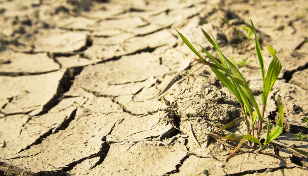 Tørken rammet et område som allerede var sårbart. Det ble umulig for bøndene å dyrke noe.  (Illustrasjonsfoto: Shutterstock)