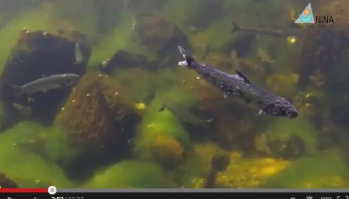 Video: Salmon lice on sea trout and Atlantic salmon