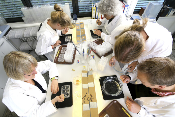 Forskerne har passet og pleiet hydraene sine gjennom åtte år i forbindelse med den nye forskningen. De bitte små dyrene ble holdt i individuelle bur og måtte fôres individuelt. (Foto: Max Planck Institute for Demographic Research) Forskerne har passet og pleiet hydraene sine gjennom åtte år i forbindelse med den nye forskningen. De bitte små dyrene ble holdt i individuelle bur og måtte fôres individuelt. (Foto: Max Planck Institute for Demographic Research)