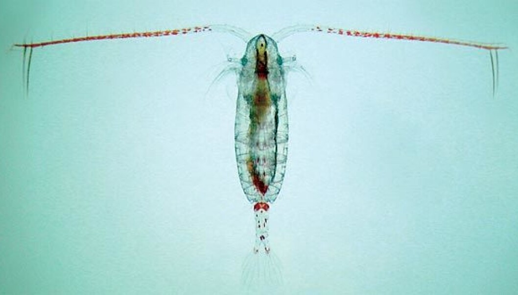 This little guy stores solar energy by consuming phytoplankton. Researchers have been studying Calanus finmarchius for two generations, over the course of 136 days. They’ve considered two possible future scenarios that are based on prognosis from the UN climate report. (Photo: Paul Wassman) This little guy stores solar energy by consuming phytoplankton. Researchers have been studying Calanus finmarchius for two generations, over the course of 136 days. They’ve considered two possible future scenarios that are based on prognosis from the UN climate report. (Photo: Paul Wassman)
