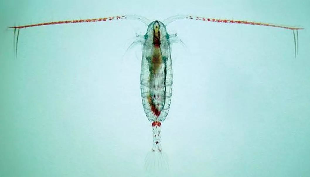 This little guy stores solar energy by consuming phytoplankton. Researchers have been studying Calanus finmarchius for two generations, over the course of 136 days. They’ve considered two possible future scenarios that are based on prognosis from the UN climate report. (Photo: Paul Wassman)