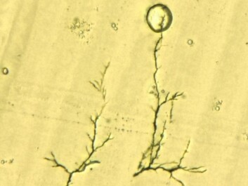 This is what an "electrical tree" looks like in the microscope. (Photo: SINTEF) This is what an "electrical tree" looks like in the microscope. (Photo: SINTEF)