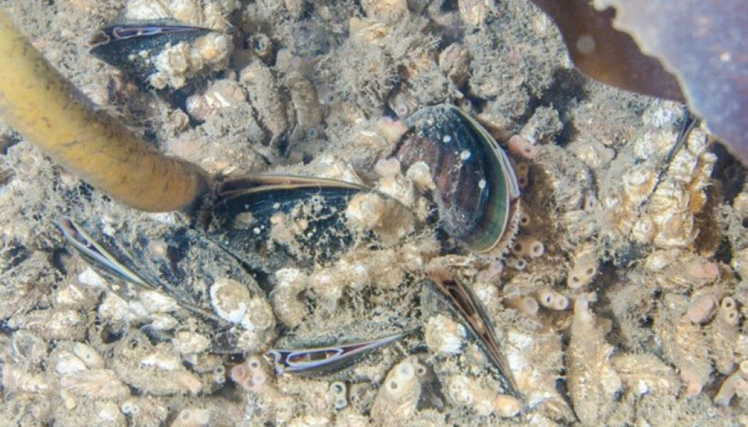 Blue mussels on the Longyearbyen quay construction. The number og small and large blue mussels are much higher than ever before observed in Svalbard. (Photo: Peter Leopold). Blue mussels on the Longyearbyen quay construction. The number og small and large blue mussels are much higher than ever before observed in Svalbard. (Photo: Peter Leopold).