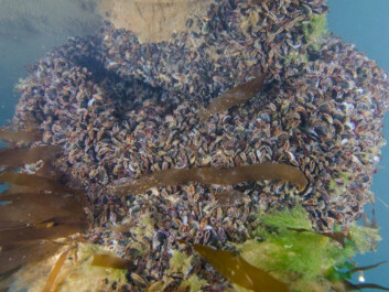 A carpet of young blue mussels found under one of the local boats in Svalbard. (Photo: Peter Leopold). A carpet of young blue mussels found under one of the local boats in Svalbard. (Photo: Peter Leopold).