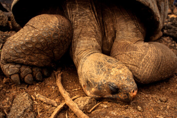 Lonesome George på Charles Darwin Research Station, Santa Cruz, Galápagos – trolig den siste av sin art. Foto: Børge Damsgård Lonesome George på Charles Darwin Research Station, Santa Cruz, Galápagos – trolig den siste av sin art. Foto: Børge Damsgård