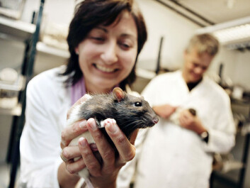 May-Britt and Edvard Moser have spent nearly 20 years building a laboratory and a team of neuroscientists to explore the workings of the brain. Much of their research is conducted using laboratory rats. (Photo: Geir Mogen, NTNU) May-Britt and Edvard Moser have spent nearly 20 years building a laboratory and a team of neuroscientists to explore the workings of the brain. Much of their research is conducted using laboratory rats. (Photo: Geir Mogen, NTNU)