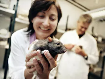 May-Britt and Edvard Moser have spent nearly 20 years building a laboratory and a team of neuroscientists to explore the workings of the brain. Much of their research is conducted using laboratory rats. (Photo: Geir Mogen, NTNU)