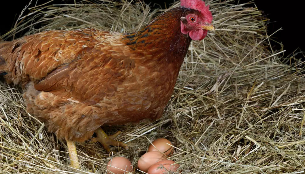 Kan maten til høna påvirke smaken på egget?