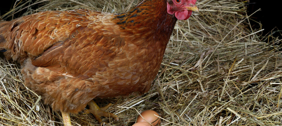 Hvor mye av smaken til hønseforet overføres til egg? (Foto: Shutterstock)