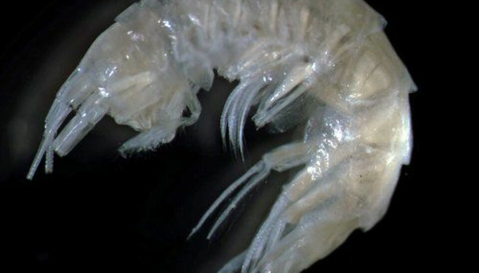 A new species of sideswimmers (amphipod) has been found on the continental slope off northern Norway. The new species has been given the scientific name Halirages helgae. (Photo: Halldis Ringvold, Sea Snack Norway.)