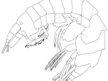 A detailed drawing of the new animal is needed in order to publish the findings (Drawing: Halldis Ringvold og Anne Helene Tandberg) A detailed drawing of the new animal is needed in order to publish the findings (Drawing: Halldis Ringvold og Anne Helene Tandberg)