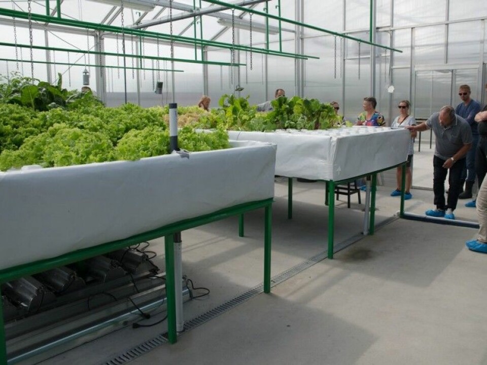 In the plant section of the aquaponics system, to the right, the plants gets nutrition from the fishes. In the section to the left salad is grown with regular fertilizers, to compare with the results from the aquaponics section. The plants float on the water on a styrofoam board. (Photo: Anette Tjomsland)