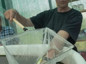 Jan Morten Homme from AqVisor with some local brown trout from Otra. It is the first time brown trout is introduced in an aquaponics system. It was chosen because the market for such local fish is good. (Photo: Anette Tjomsland)