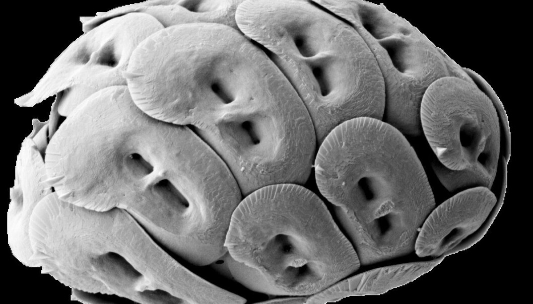 Mikroalgen Helicosphaera carteri. (Foto: Luka Šupraha) Mikroalgen Helicosphaera carteri. (Foto: Luka Šupraha)