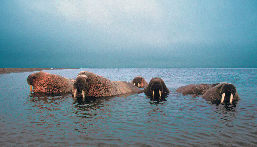 Walruses are found in Svalbard and are considered vulnerable (VU°). Walruses have a circumpolar distribution and the Norwegian population interacts with populations on Franz Josef Land. (Photo: Snorre Henriksen) Walruses are found in Svalbard and are considered vulnerable (VU°). Walruses have a circumpolar distribution and the Norwegian population interacts with populations on Franz Josef Land. (Photo: Snorre Henriksen)