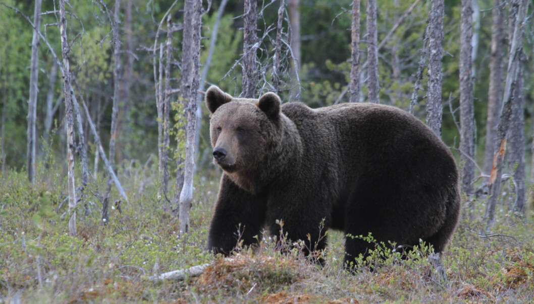 Brown bear in Finland. (Photo: Jan Ove Gjershaug, The Norwegian Institute for Nature Research) Brown bear in Finland. (Photo: Jan Ove Gjershaug, The Norwegian Institute for Nature Research)