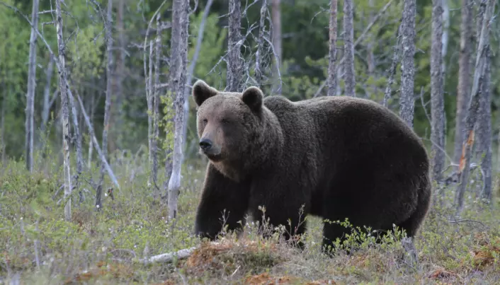Europe's bears and wolves are back