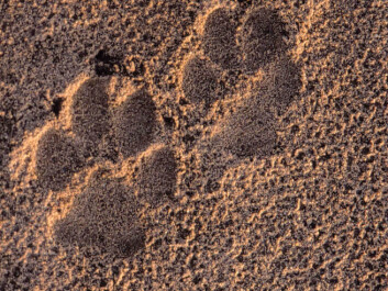 Tracks of a wolf in Germany (Photo: John Linnell, The Norwegian Institute for Nature Research) Tracks of a wolf in Germany (Photo: John Linnell, The Norwegian Institute for Nature Research)
