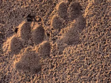 Tracks of a wolf in Germany (Photo: John Linnell, The Norwegian Institute for Nature Research)