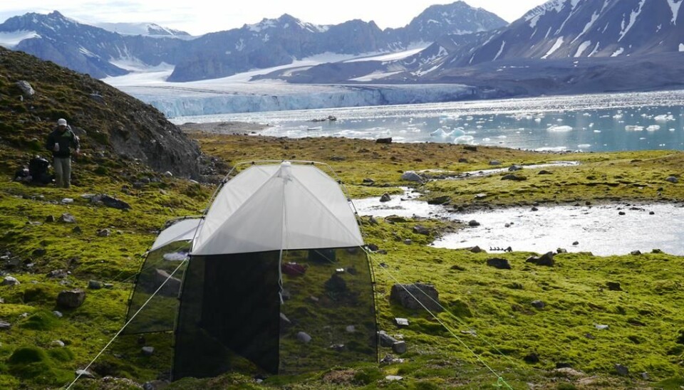 An insect trap (malaise trap) at Fjortende Juli glacier by Krossfjord. The vegetation is lush and the insect fauna rich even quite close to the glacier. At this location we collected a Scathophagidae ('dung-flies”) species, never before found on Svalbard or on the Norwegian mainland.(Photo: Geir Søli, Natural History Museum in Oslo)