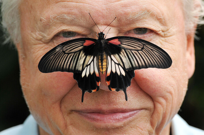 Sir David Attenborough er president i en britisk forening som jobber for å bevare sommerfugler. (Foto: John Stillwell, Pa Photos) Sir David Attenborough er president i en britisk forening som jobber for å bevare sommerfugler. (Foto: John Stillwell, Pa Photos)